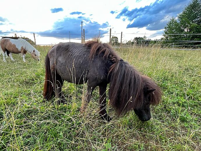 Johann – Kämpfer mit Loch im Gaumen Johann – Kämpfer mit Loch im Gaumen