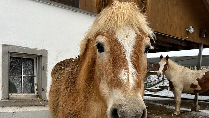 Hilfe für Blanka dank Hofpatenschaft Hilfe für Blanka dank Hofpatenschaft