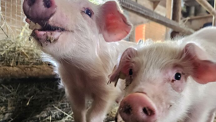 Dem Schlachthof entkommen: Zwei Schweinchen im Glück Dem Schlachthof entkommen: Zwei Schweinchen im Glück