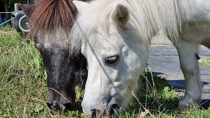 Wie eine Hofpatenschaft Leben verbessert: Joe und Jimmy Wie eine Hofpatenschaft Leben verbessert: Joe und Jimmy