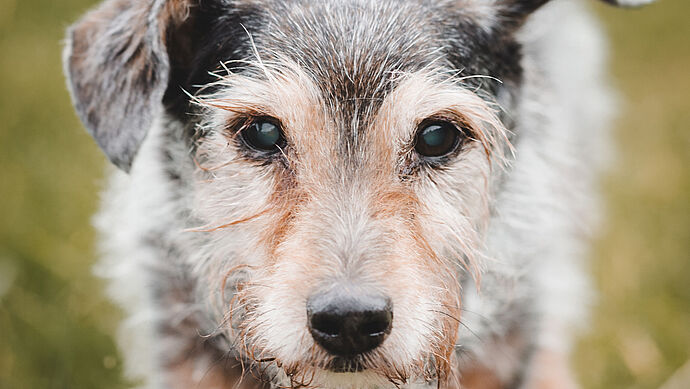 Hilfe für einen ganz besonderen Hund Hilfe für einen ganz besonderen Hund