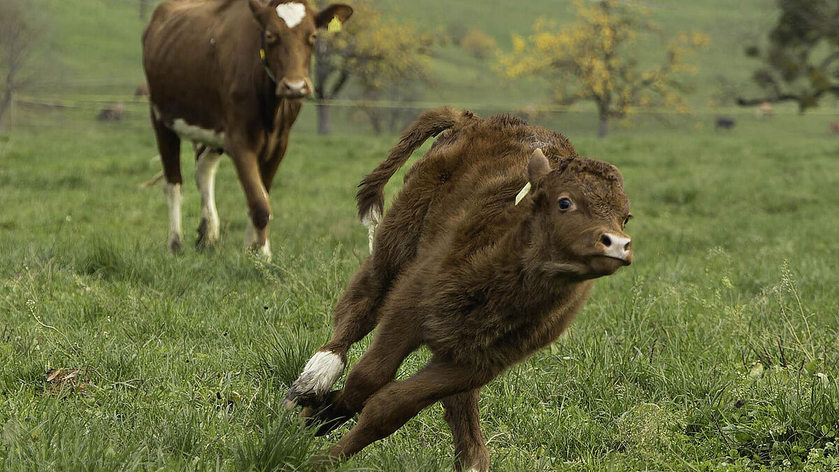 Ein Kalb aus einer MUKA-Haltung