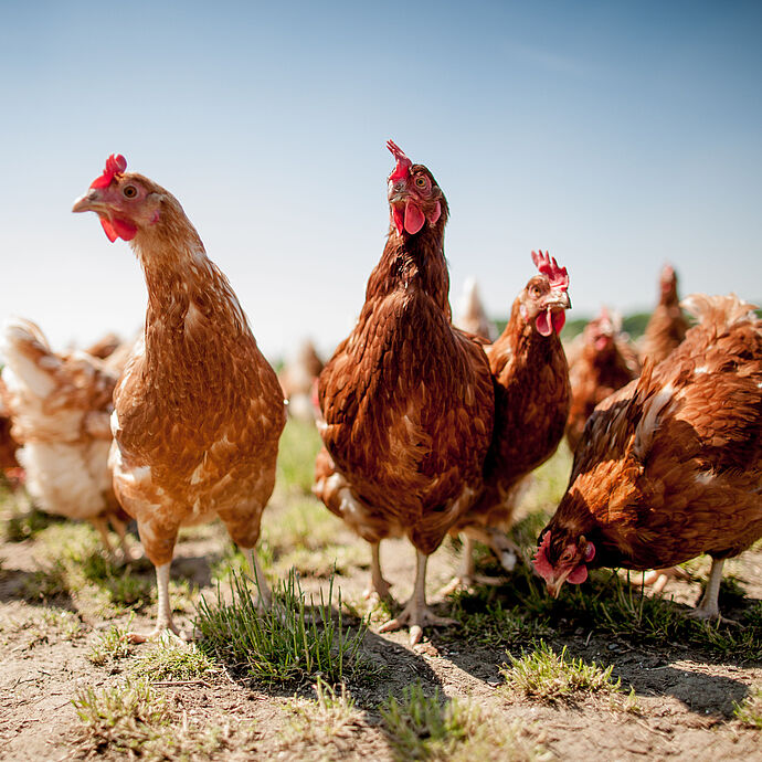 Osterfeier ohne Eier Osterfeier ohne Eier