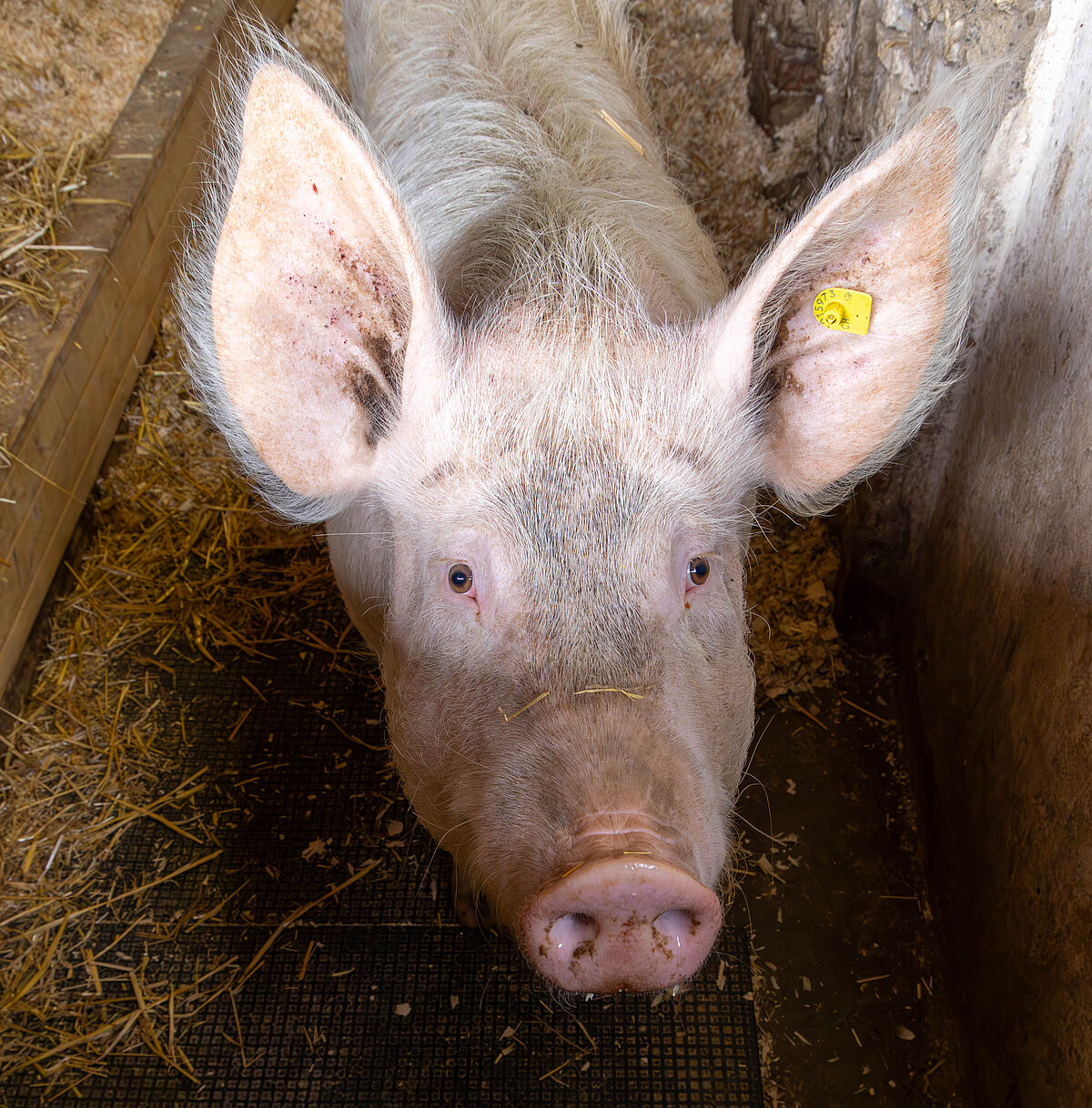 ProTier Magazin: Tierlignadenhof Kaisten