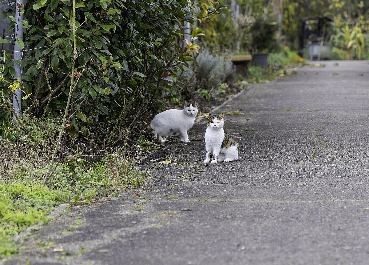 ProTier Team bei einem Katzenkastrationseinsatz