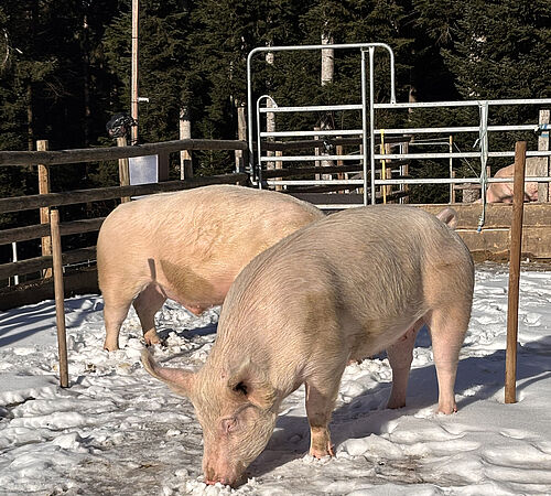 Ein neues Zuhause für Noah, Arya, Leonie und Tilio