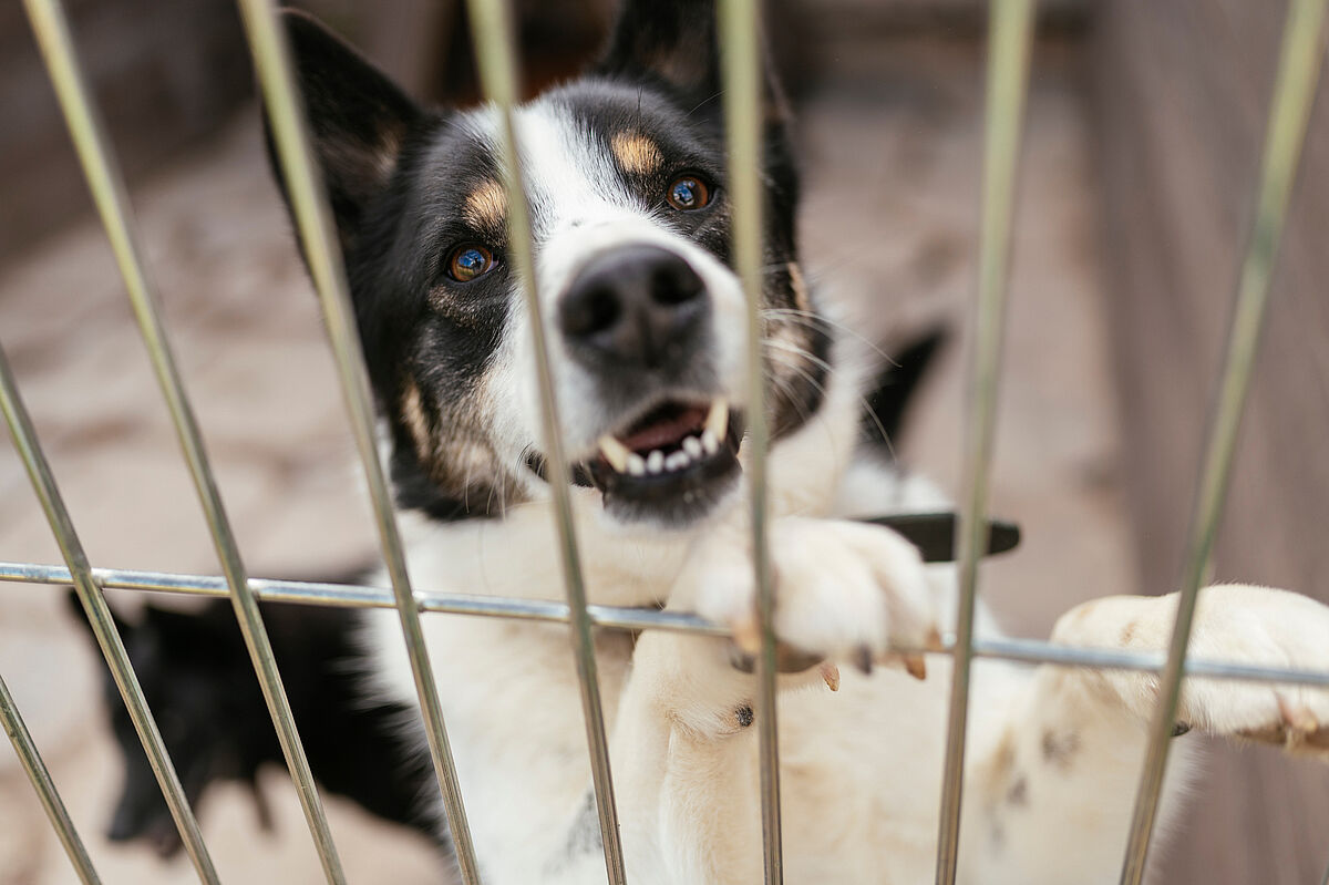 Konsumhaltung bestellte Tiere