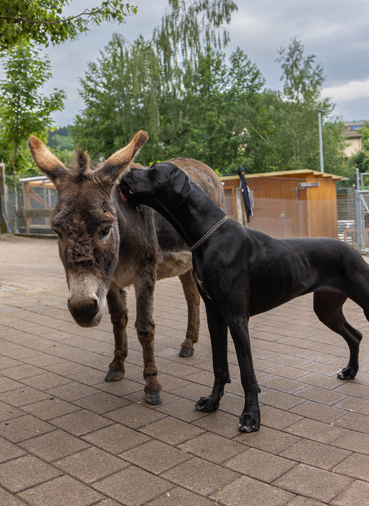 ProTier Magazin: Tierlignadenhof Kaisten