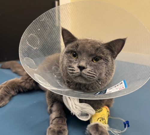 Junger Kater Matcha kurz vor dem Tod