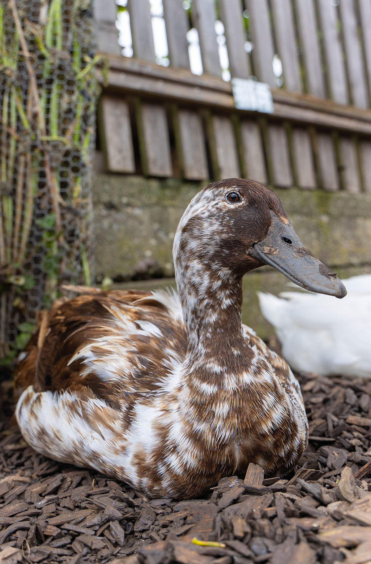 ProTier Magazin: Tierlignadenhof Kaisten