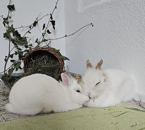 Kaninchen im Fokus - Das Leid der Einzelhaltung
