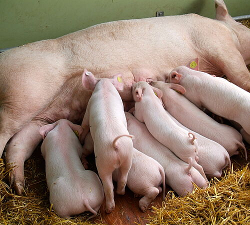 Verbot von PMSG in der Schweizer Schweinezucht