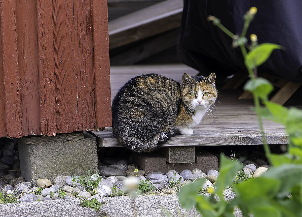 ProTier Team bei einem Katzenkastrationseinsatz