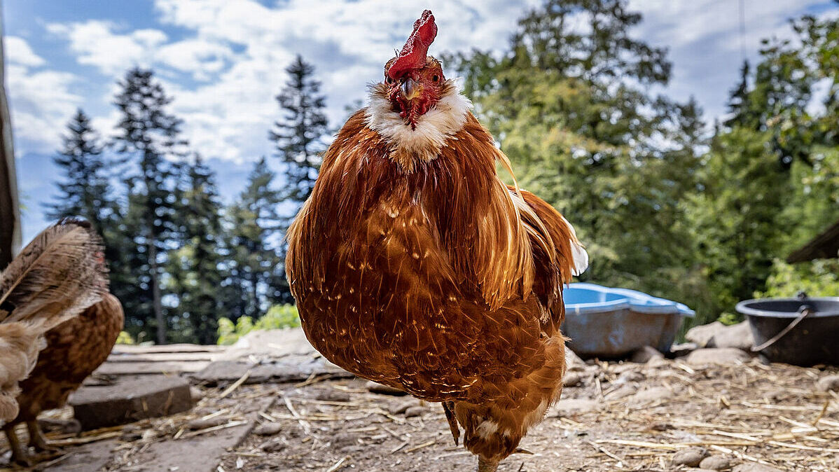 Events auf Tierschutzstelle Stiftung Felsentor