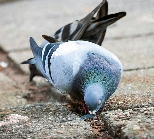 Taubentötung am Bahnhof Stadelhofen - Was ist passiert?