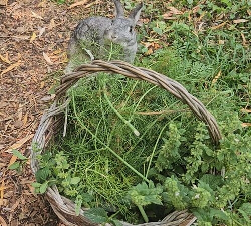 Frisches Grün statt Trockenfutter – Artgerechte Ernährung