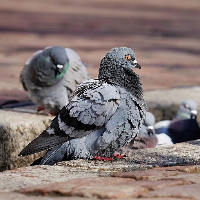 Tauben: Tötungsvorfall Stadelhofen Tauben: Tötungsvorfall Stadelhofen